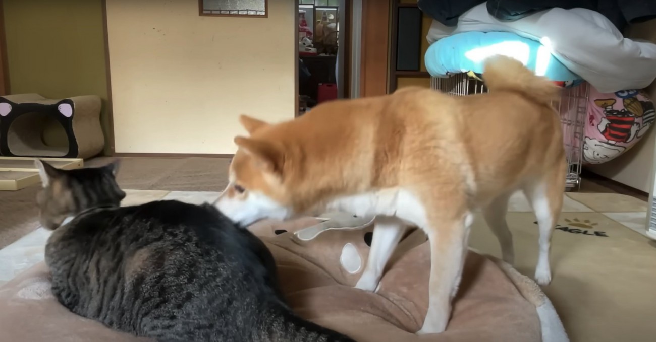 香箱座りしている猫を鼻でつつく柴犬