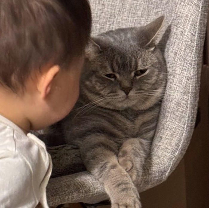 迷惑そうな表情の猫