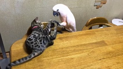 オウムの足で遊ぶ子猫