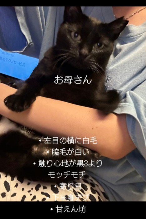 抱っこされる猫