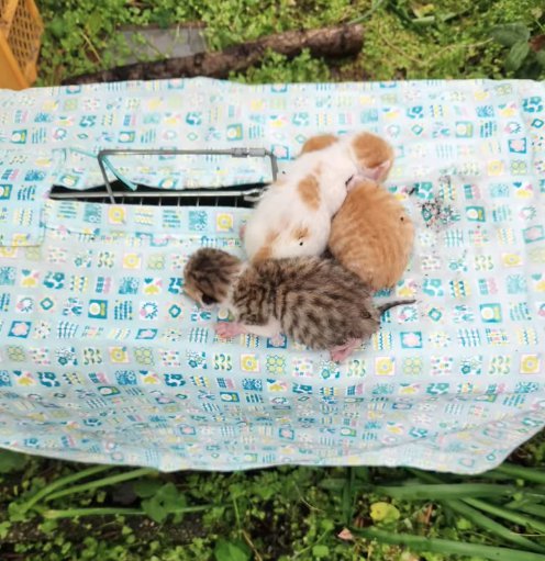 カバーがかけてある捕獲器の上にいる3匹の子猫