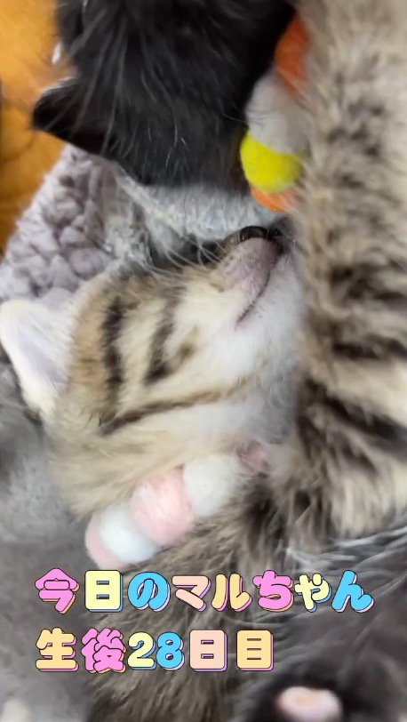 黒い子猫に抱きつくキジトラ柄の子猫