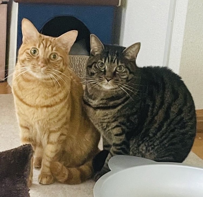 リビングに座る茶トラ猫とキジトラ猫