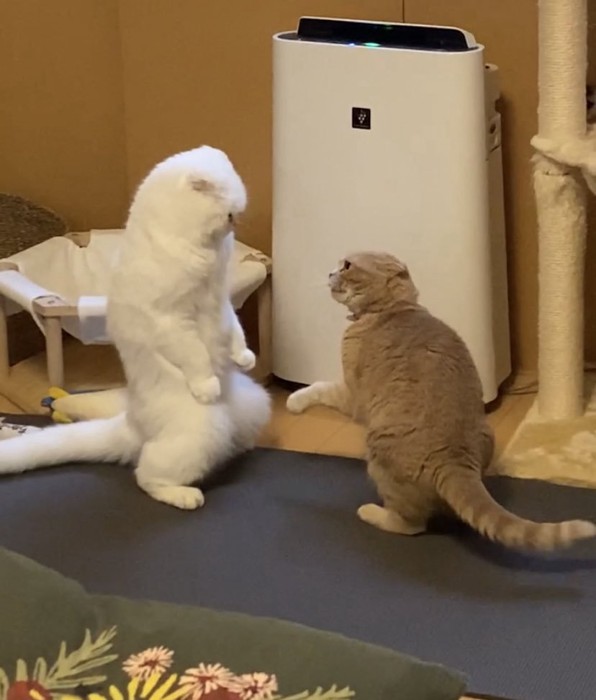 ケンカする2匹の猫