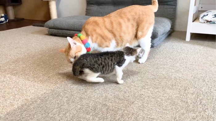 子猫のお尻を嗅ぐ猫