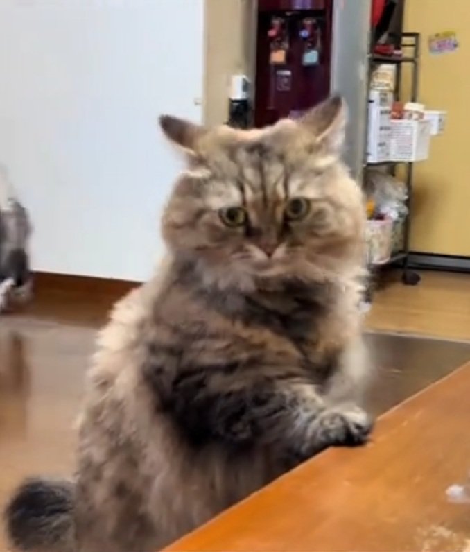 カメラを見つめるちゃちゃちゃん