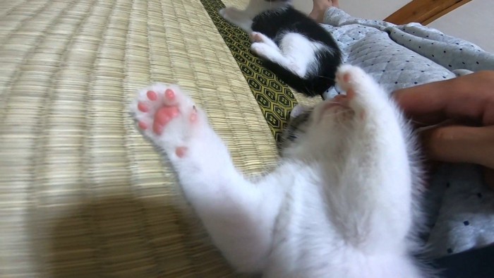 肉球