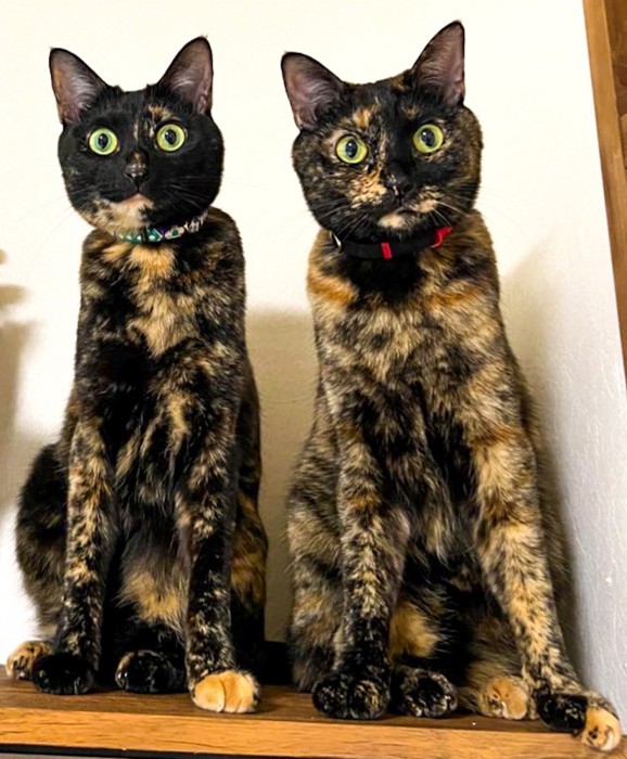 そっくりな2匹の猫