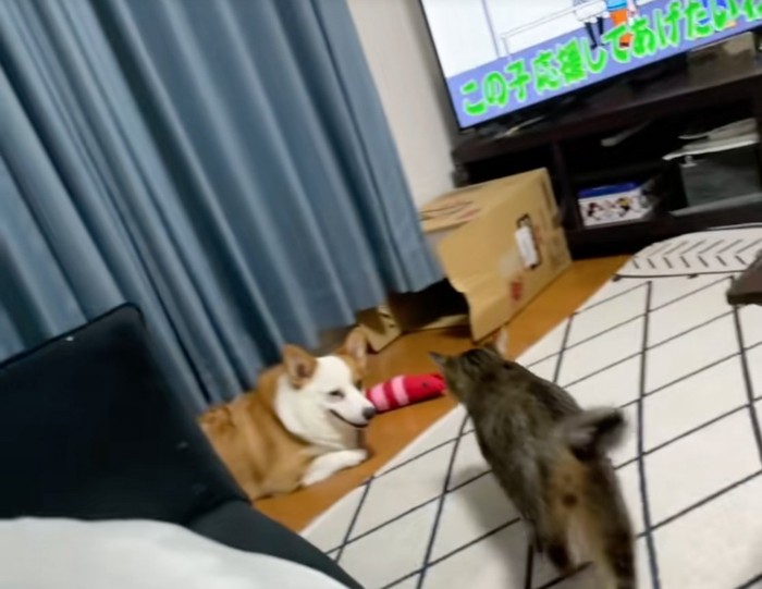 遠ざかる猫