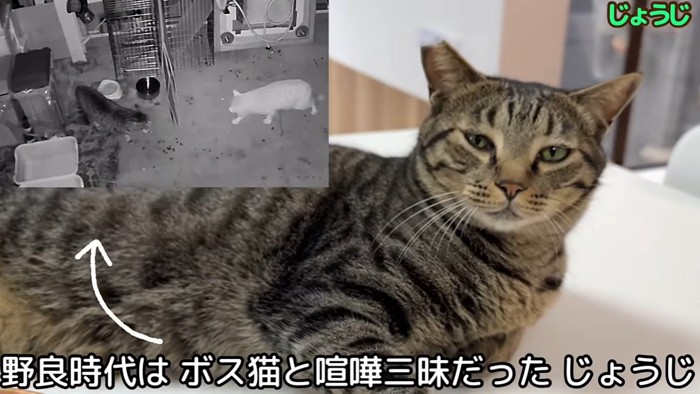 くつろいでいる猫とけんかしている猫