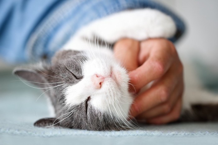 顎の下を撫でられている猫