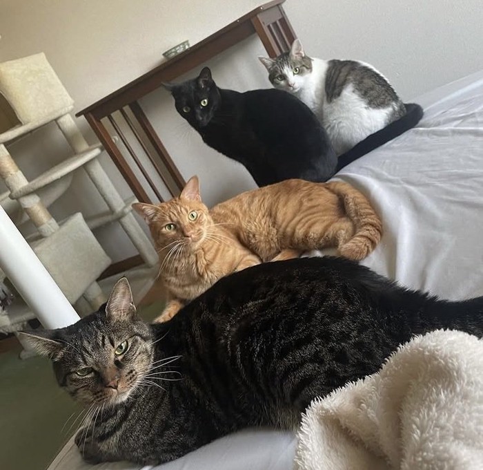 布団の上で寛ぐキジトラ猫と茶トラ猫とハチワレ猫と黒猫