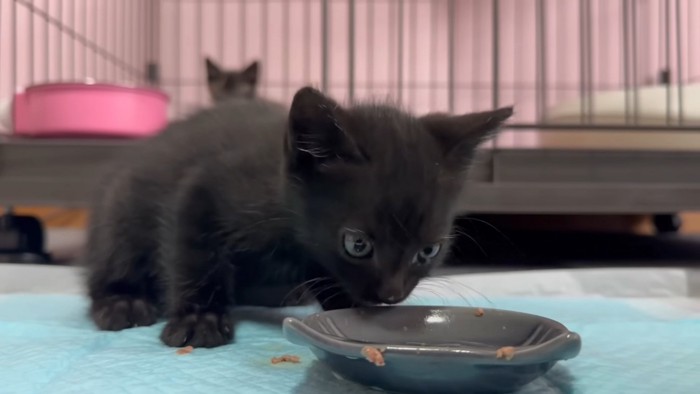 キレイにフードを食べた黒ちゃん