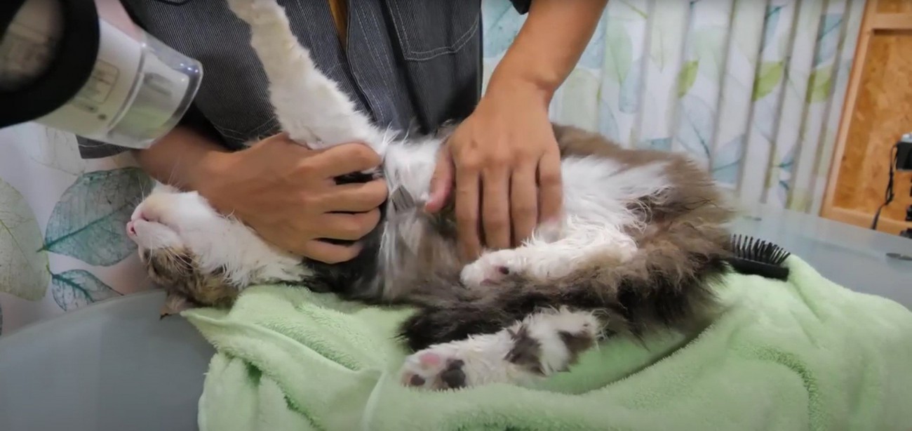 ドライヤーの風を浴びている猫