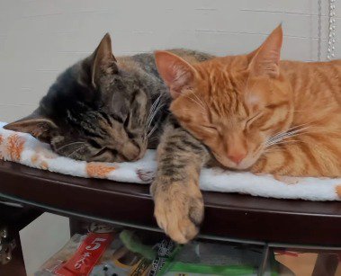 体を寄せ合って眠る茶トラ猫と麦わら猫