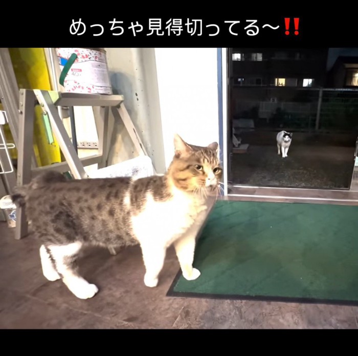 キジ白猫と白黒猫