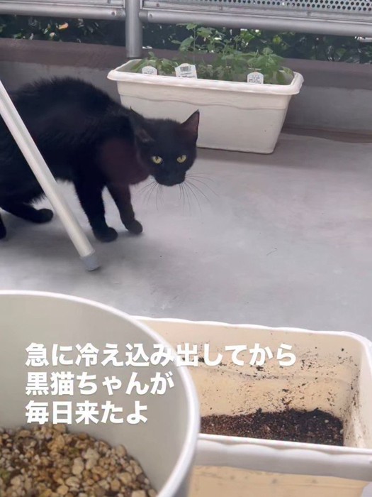 ベランダを歩く黒猫