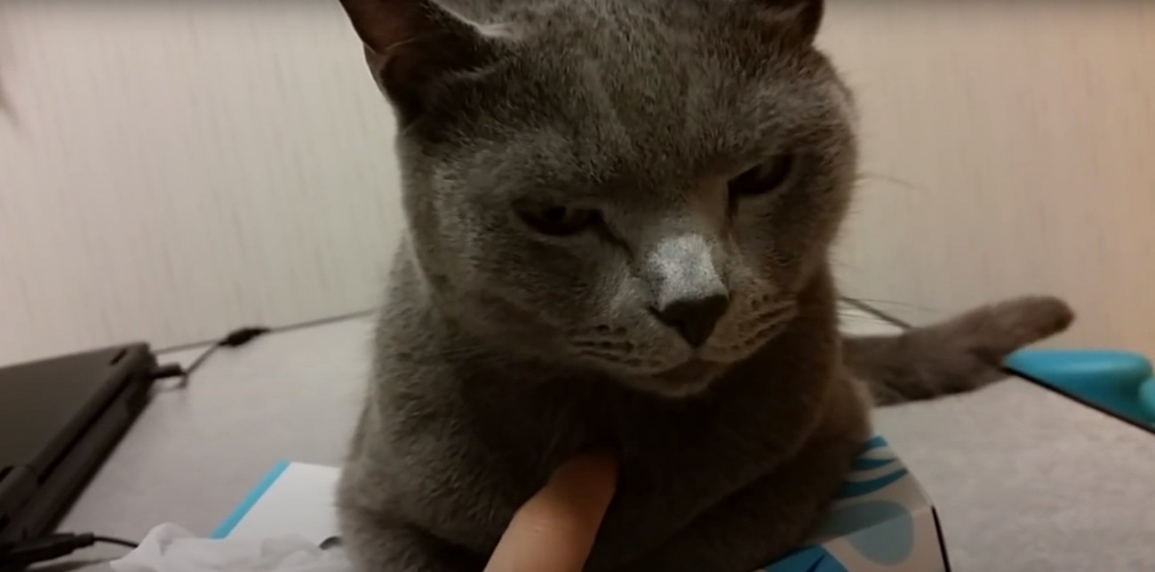 ツンツンされるすずまろくん