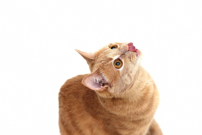 舌を見せる猫