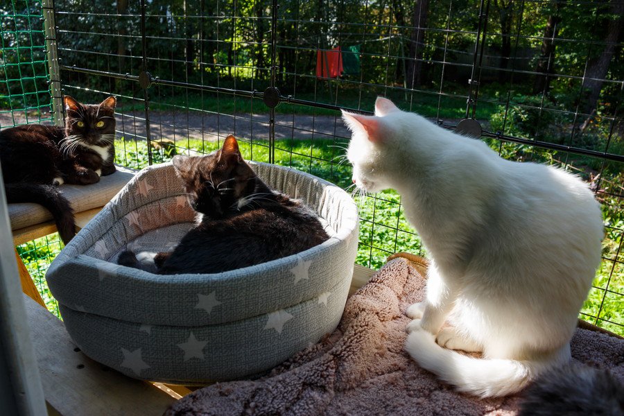 キャティオでくつろぐ猫たち