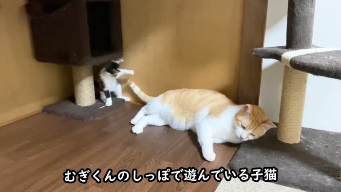 成猫のしっぽで遊ぶ子猫