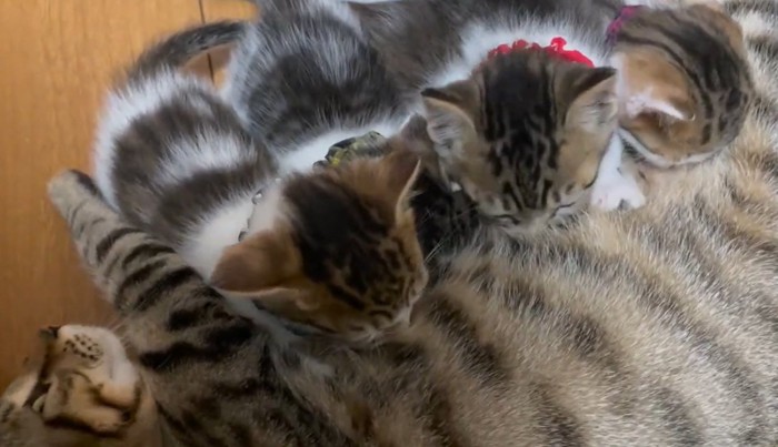手前側に横になる親猫と並んでおっぱいを飲む子猫たち