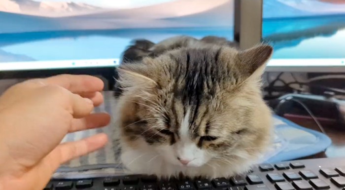 目の前に座る猫