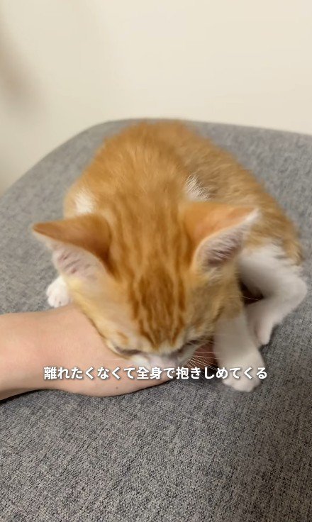 手にのる子猫
