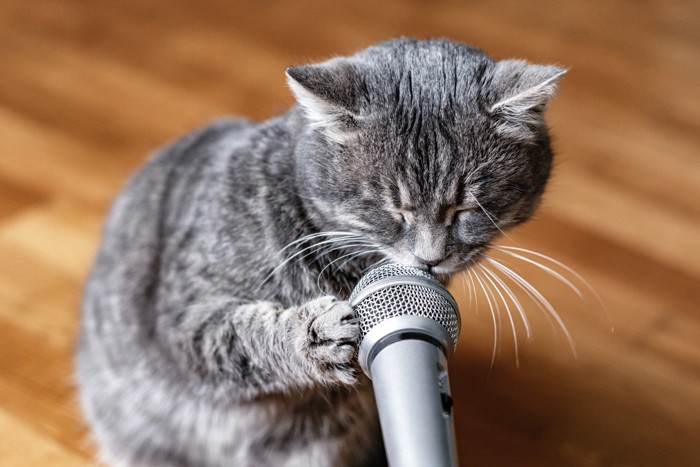 マイクに手をかける猫