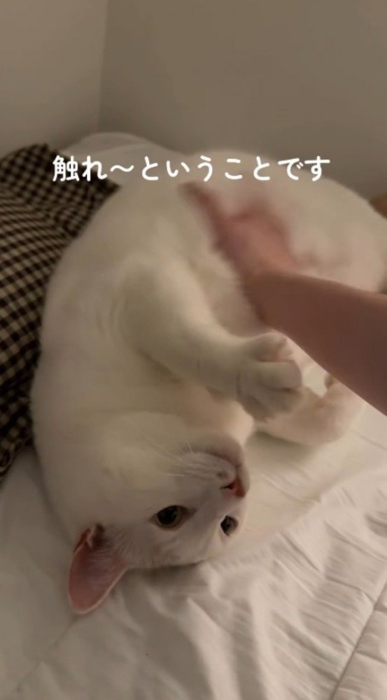 寝転がった猫のお腹を撫でる飼い主