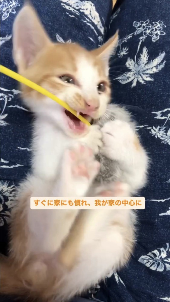 おもちゃで遊ぶ子猫