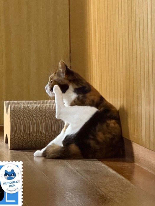 お座りする猫
