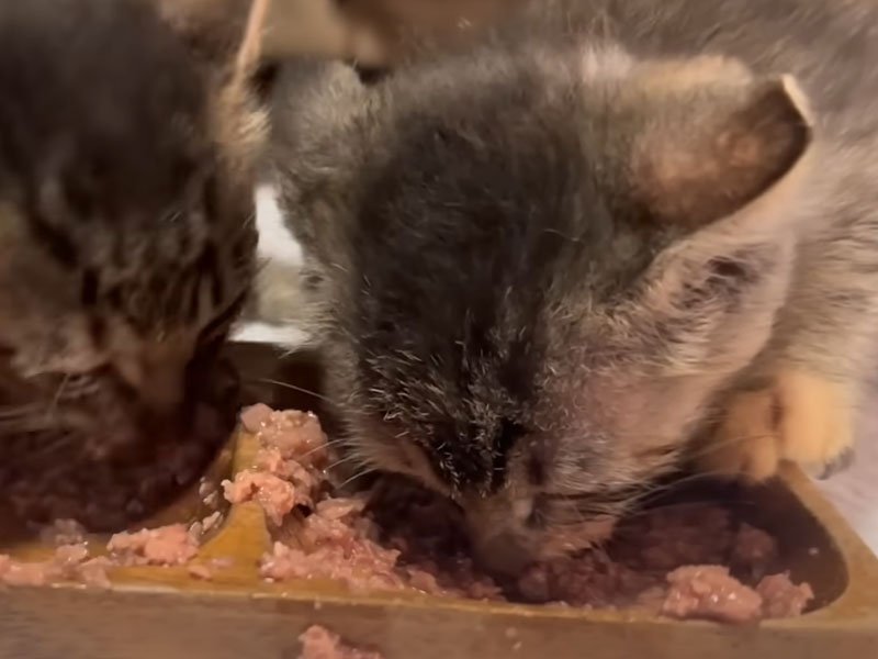 ご飯を食べる子猫