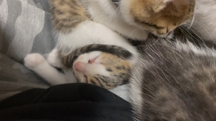 寝顔を上から