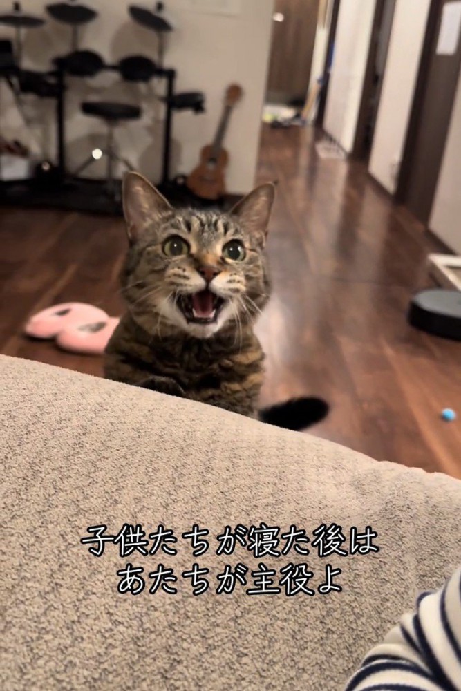 鳴く猫