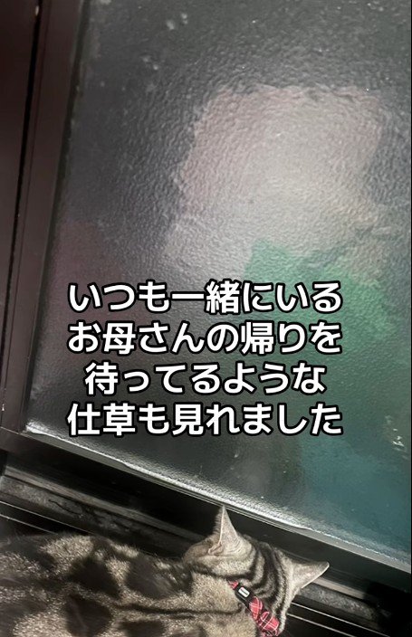 扉を見ている猫