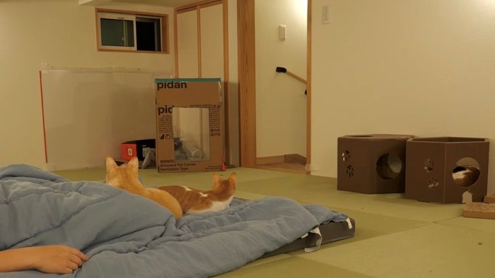 布団の上でくつろぐ2匹の猫