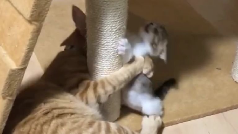 室内にいる子猫と成猫