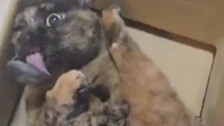 ダンボールに入っている猫