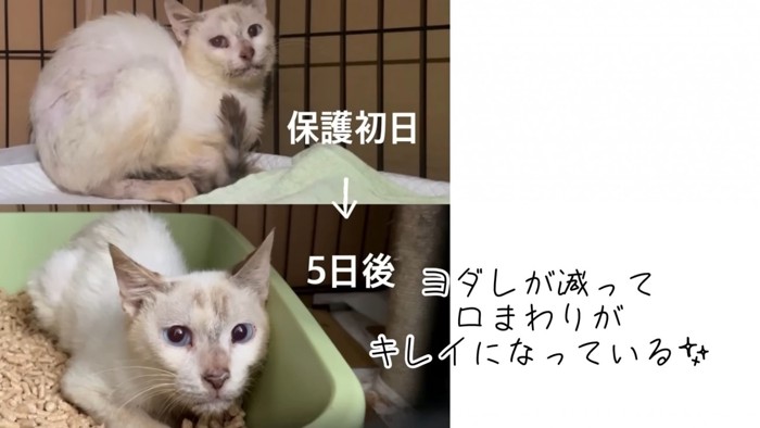 テロップ「保護初日→5日後」