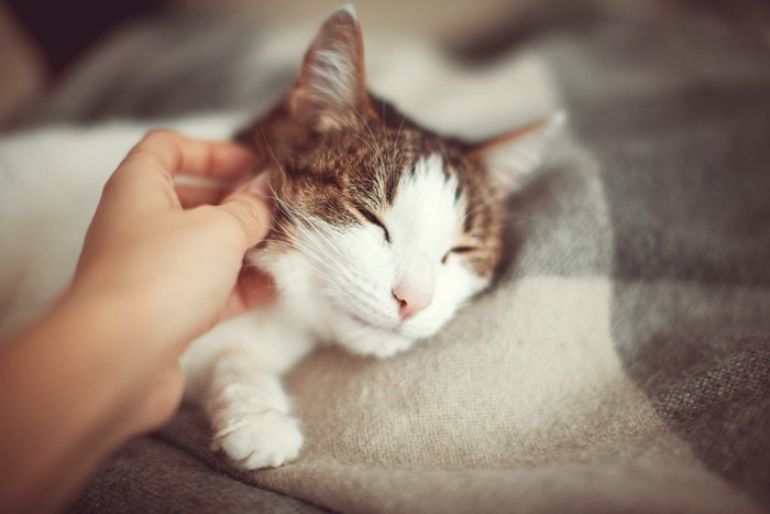 飼い主になでられながら横になっている猫