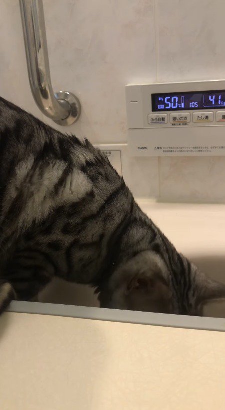 浴槽の中に身を乗り出す猫