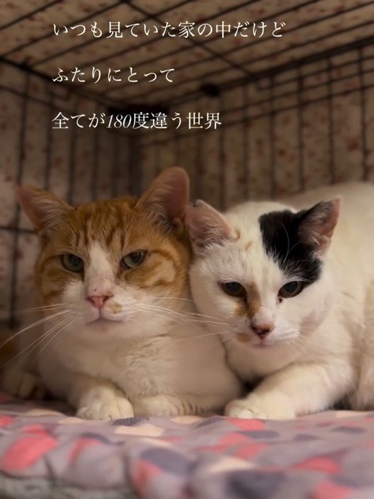 顔を寄せ合う2匹の猫