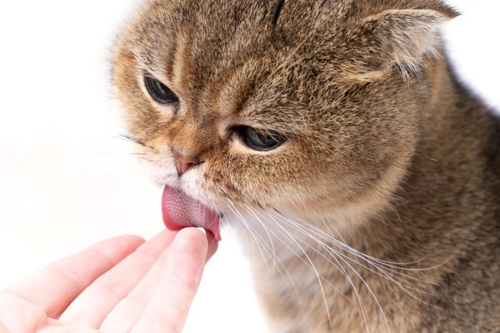人の指を舐める猫