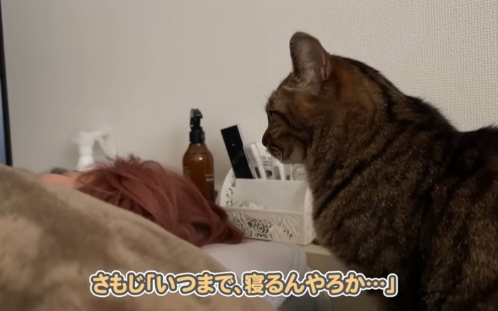 見つめる猫