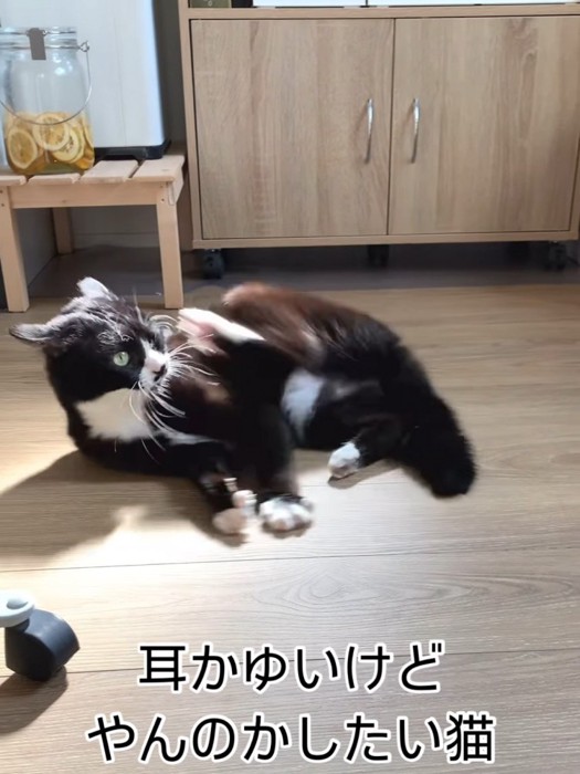 寝転んで後ろ足をあげる猫