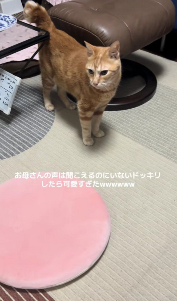 キョロキョロしている猫