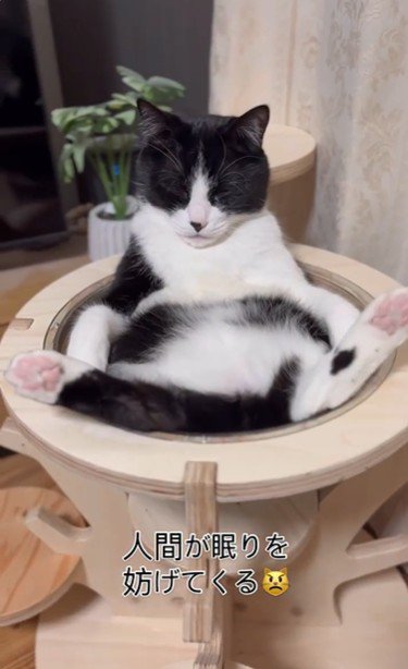 キャットタワーの上であおむけで寝ている猫