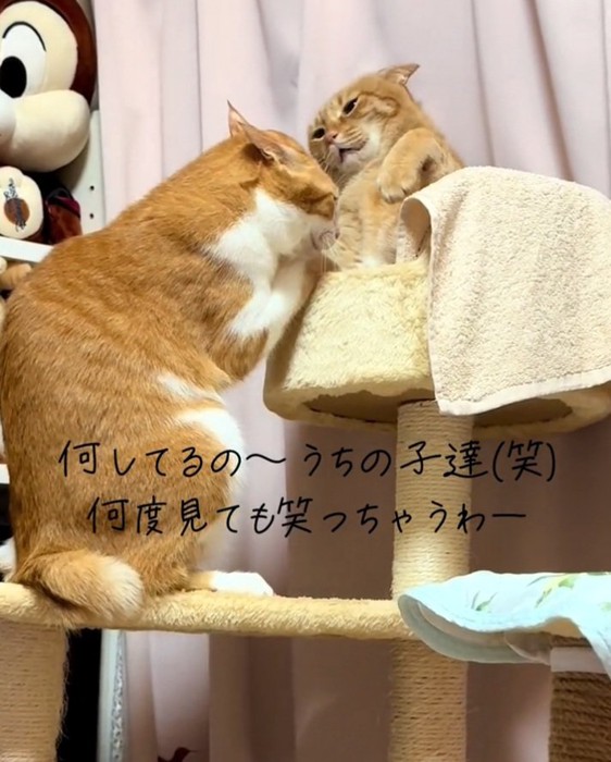 申し訳なさそうにするピグレットくん