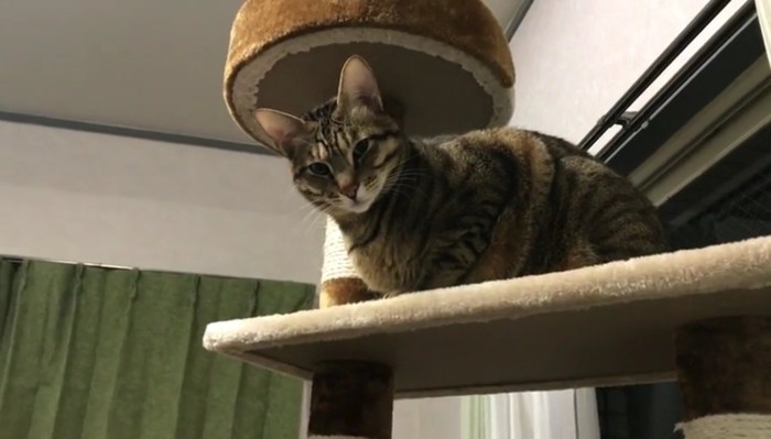 タワーの上から見つめて